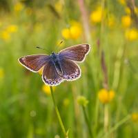 Common Blue female 4 